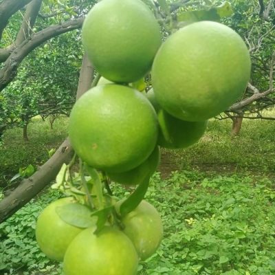 sweet lime