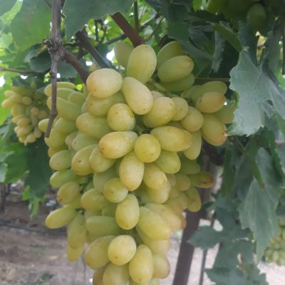 Super Sonaka Grapes